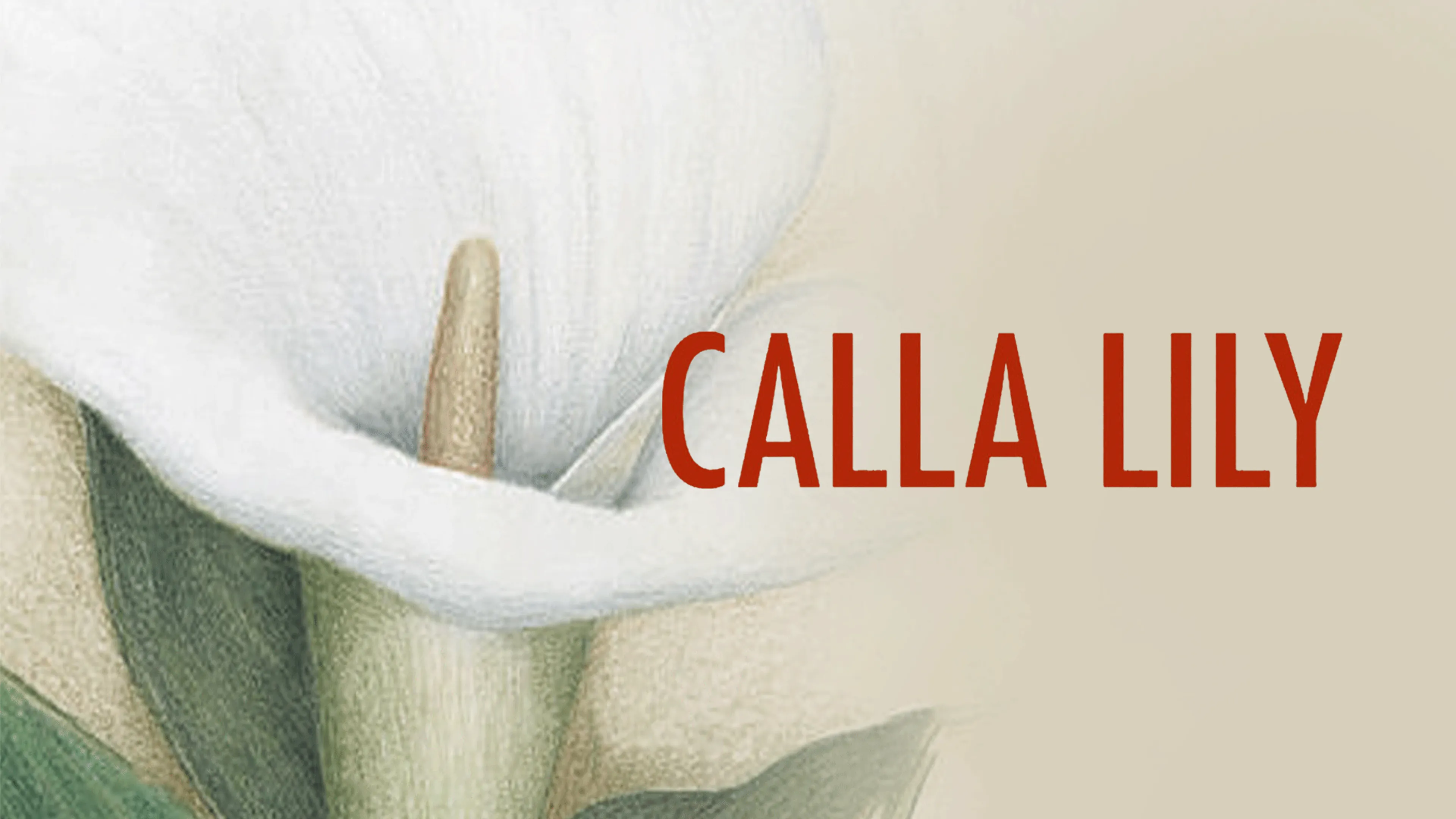 Calla Lily poster
